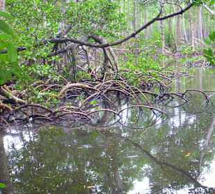 Mangroven im Nationalpark