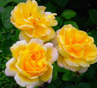 Rosenfest im Westfalenpark in Dortmund