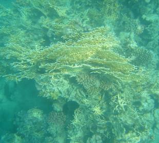 ...gehen Sie nicht ohne Schnorchel hin!