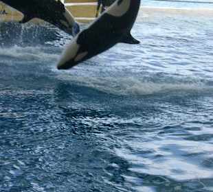 Loro Parque