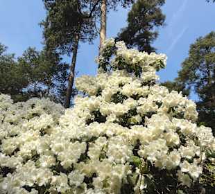 Spaziergang durch den Rhododendronpark Westerstede