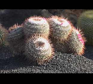 Kakteen so weit man sehen kann