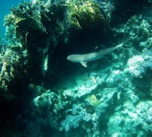Weißspitze - Schnorcheln Hausriff Gorgonia Beach