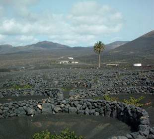 Weinanbau auf Lanzarote - La Geria