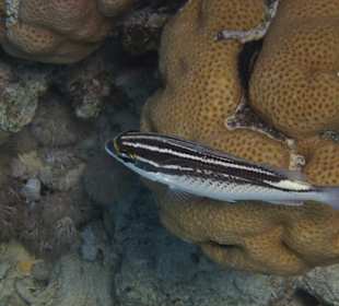 Schnorcheln Soma Bay 