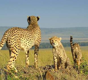 Shakira und ihr süsser Nachwuchs