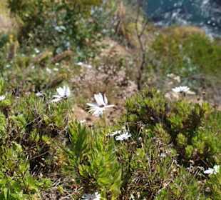 Julia Pfeiffer Burns State Park