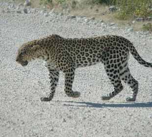 Leopard