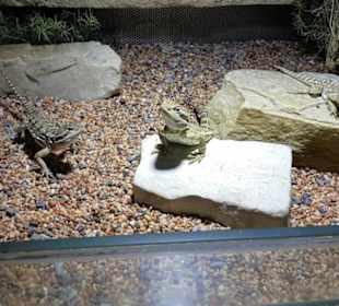 Exotarium