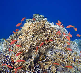 Vielfaltiges Hauriff