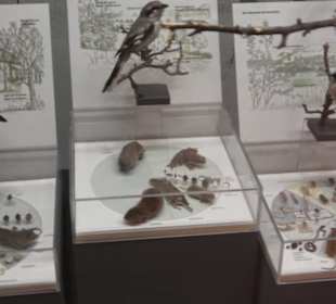 Naturkundemuseum