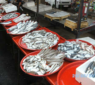 Frischer Fisch