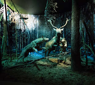 Ekspozycja-Muzeum Przyrodniczo-Leśne w Białowieży