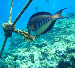 Doktorfisch am Hausriff