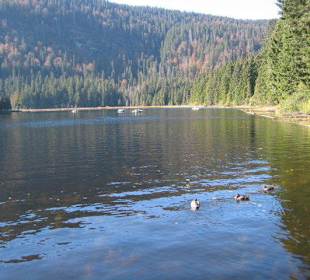 Großer Arbersee