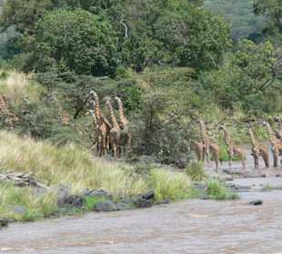 35 Giraffen durchqueren den Mara River