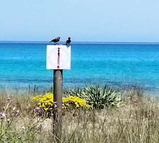 Wandern Can Picafort