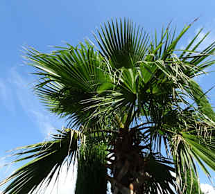 Palmen in den Gärten von Schloss Trauttmansdorff