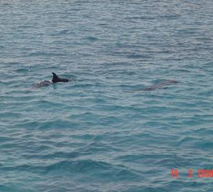 Delfine in der Blauen Lagune