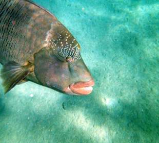 Großer Napoleonlippfisch