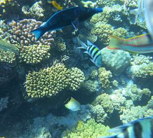 Snorkling at the Red Sea