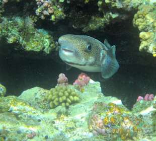 Gepunkteter Igelfisch