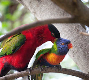 Miłosne igraszki papug