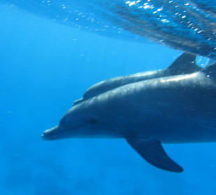 Delfin