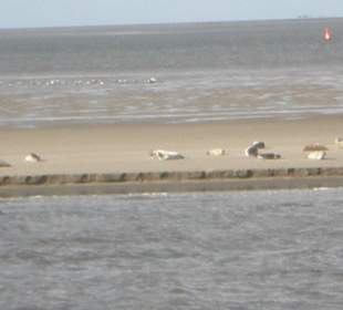 Seehundbank auf dem Weg nach Norderney