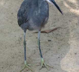 Konnte mit kleinen Fischen gefüttert werden