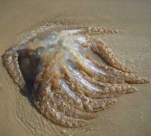 Am Strand des Atlantiks nach einem Sturm