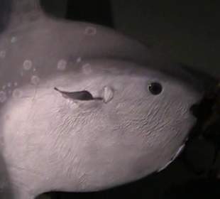 Naturhistorisches Museum