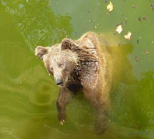 Braunbär stürzt sich ins kalte Nass