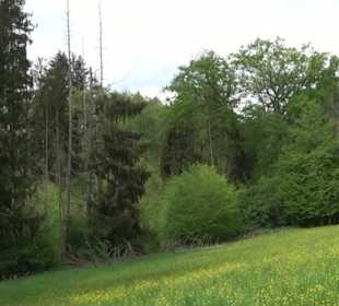 Naturpark Schönbuch