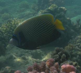 Imperator-Kaiserfisch