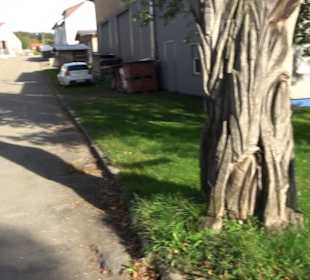 Gänse-Eiche Kohlstetten