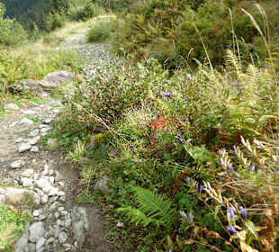 Wanderung zum Unteren Wildalmsee