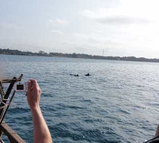 Delfin Watching