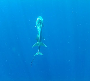 Delfinmama mit ihrem kind