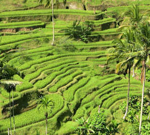 Tour nach Ubud