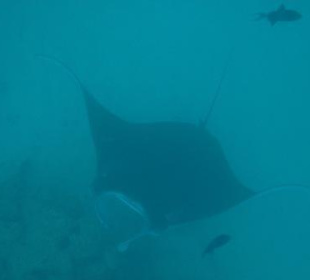 Manta am Sun Island Riff