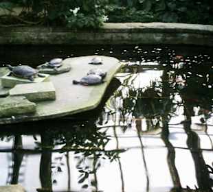 Schildkröten und Koi Teich