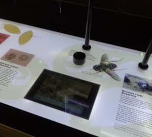 Museum für Naturkunde