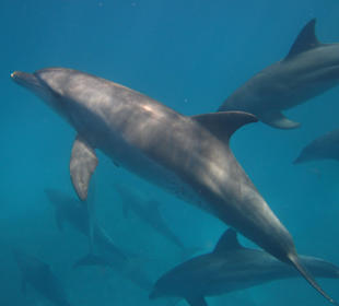 Delfine 