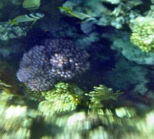 Beim Schnorcheln am Hausriff