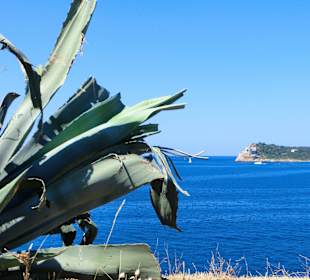 Mamula, Andrea, Velo, Anni 2011