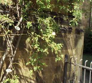 Jahrestafeln am Rosenstock