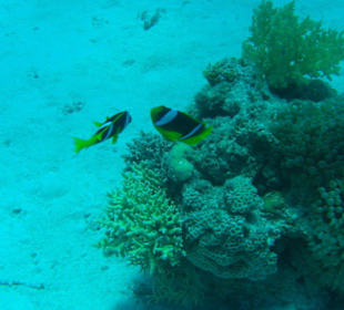 Tauchausflug mit Regina