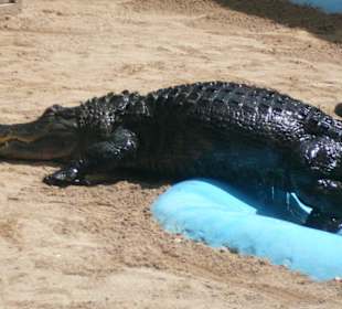 Krokodile