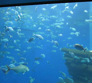 Palma Aquarium